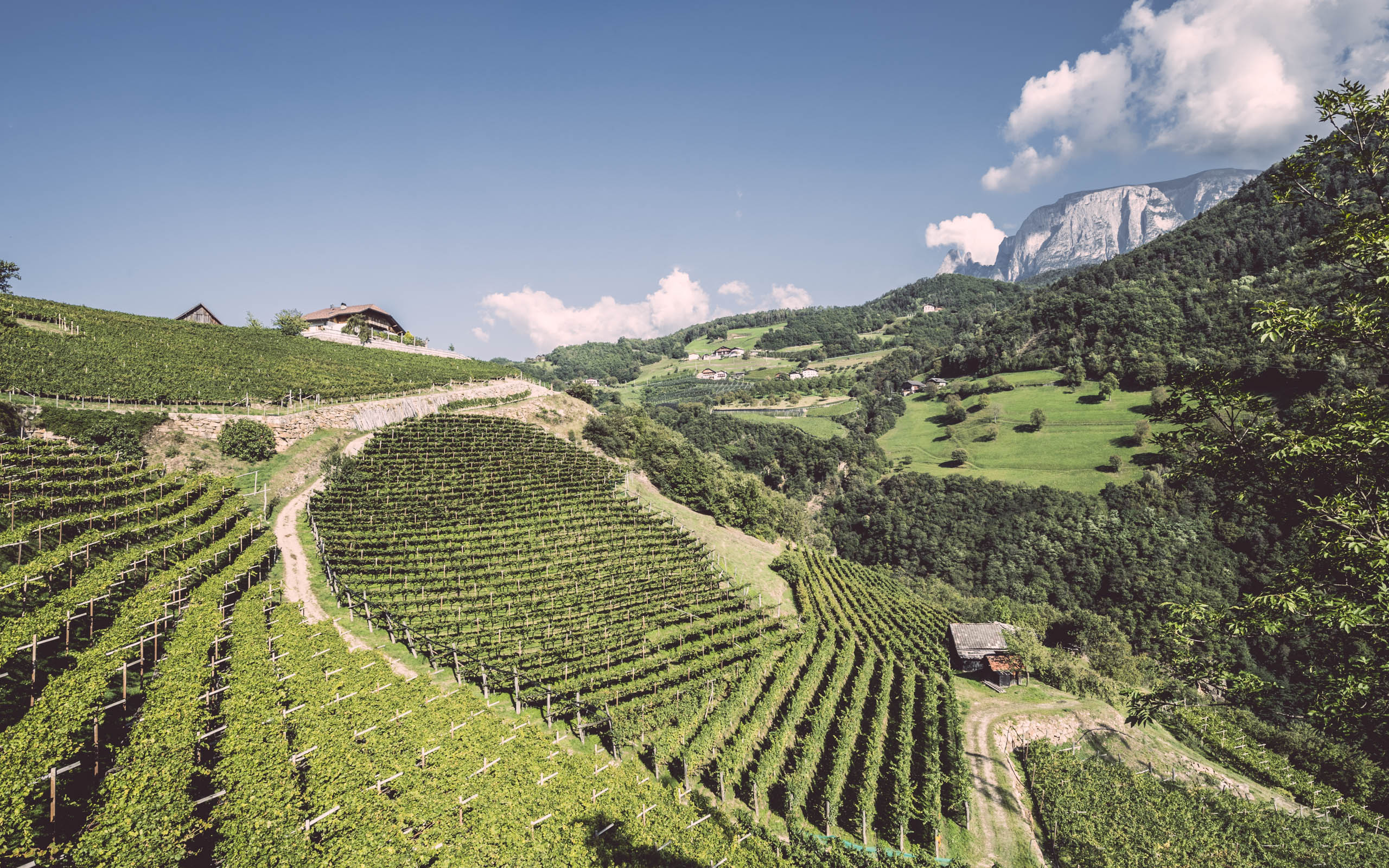 Weingut Ebner Weingut Ebner